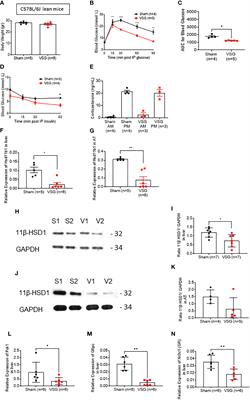 Vertical sleeve gastrectomy normalizes circulating glucocorticoid levels and lowers glucocorticoid action tissue-selectively in mice